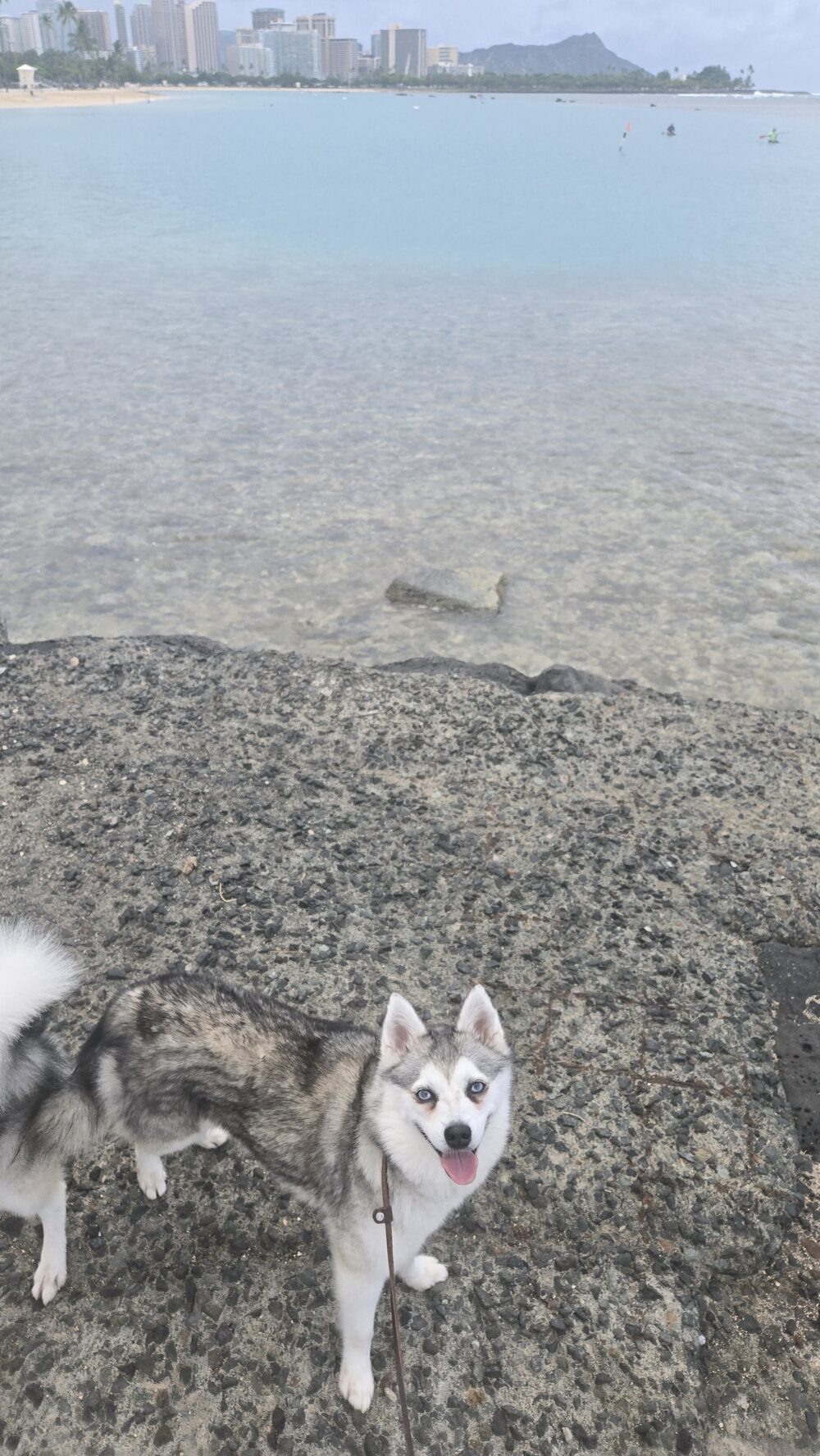 Klee Kai smiling at Ala Moana beach with Diamond Head behind