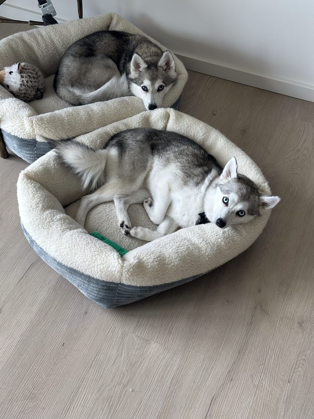 Two Klee Kai puppies sitting in matching dog beds