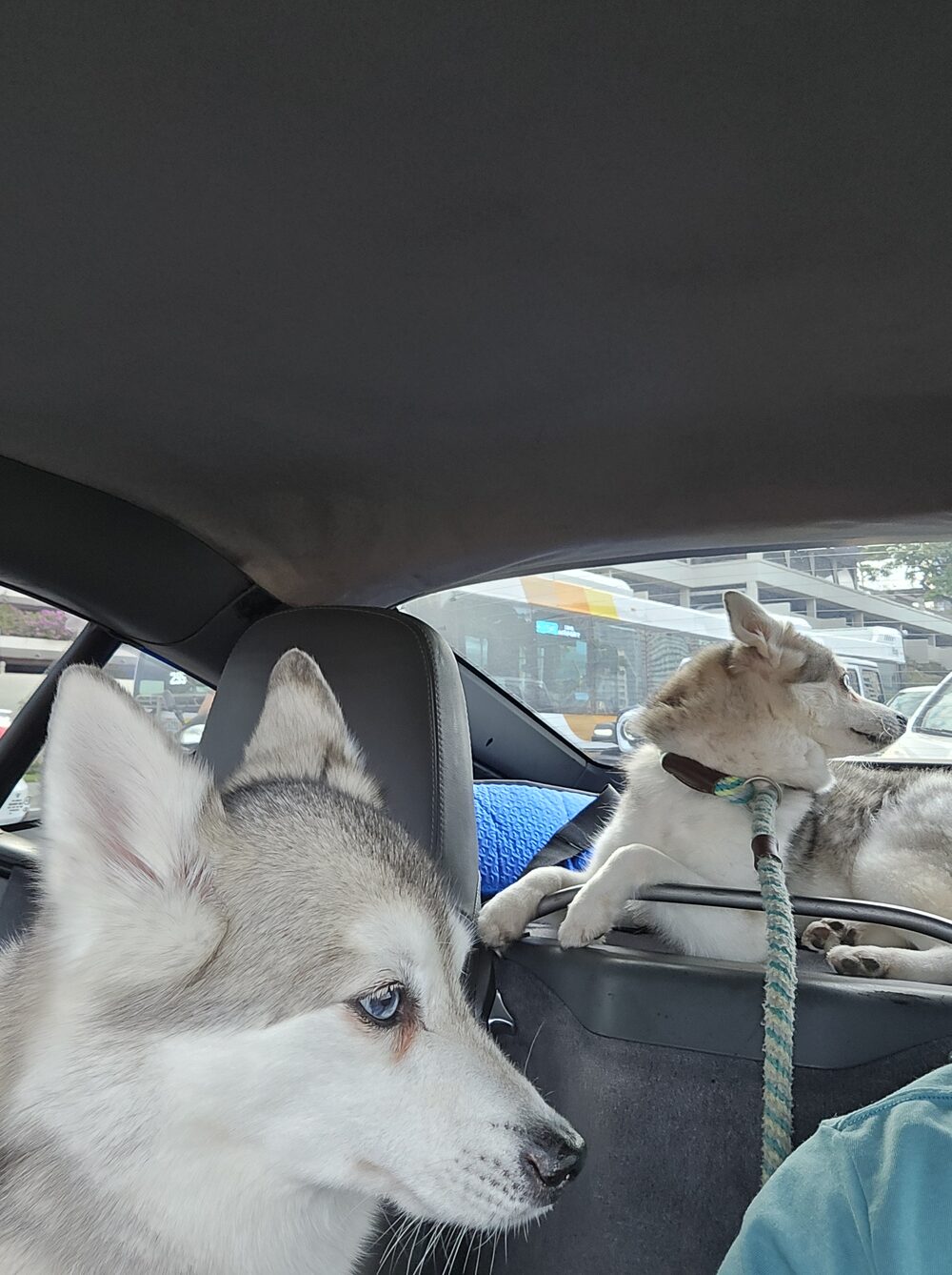 Two Klee Kai riding in a car