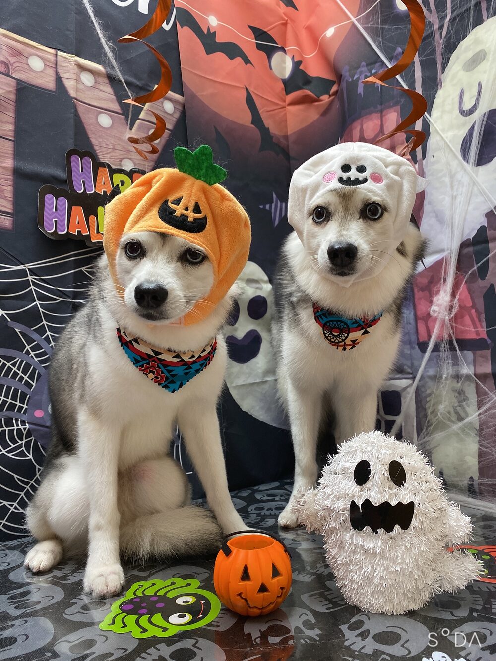 Kumar and Khaleesi in Halloween costumes with a pumpkin hat and skeleton bandanas