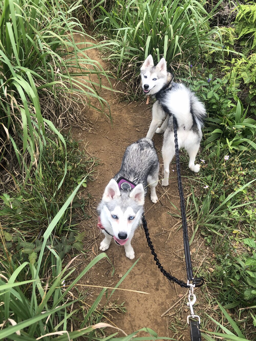 Kumar and Khaleesi on a grassy hiking trail looking up