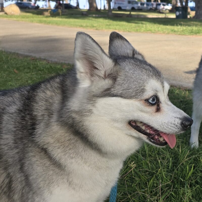 Khaleesi, a grey and white Alaskan Klee Kai with one blue eye and her tongue out