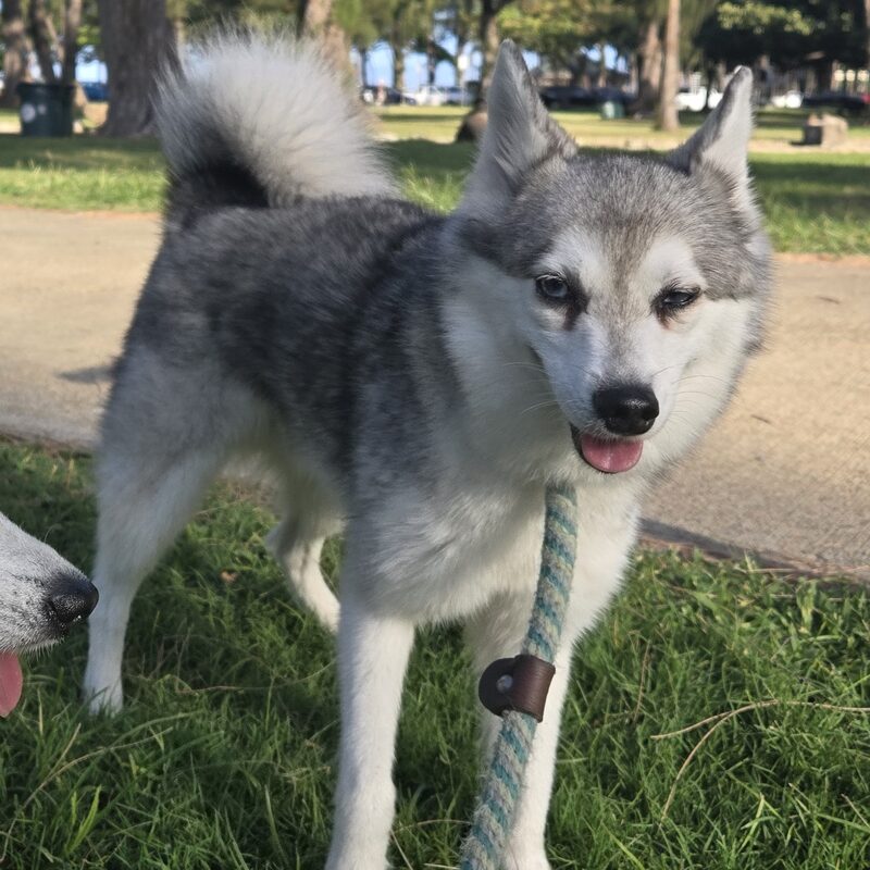 Kumar, a grey and white Alaskan Klee Kai with a fluffy curled tail