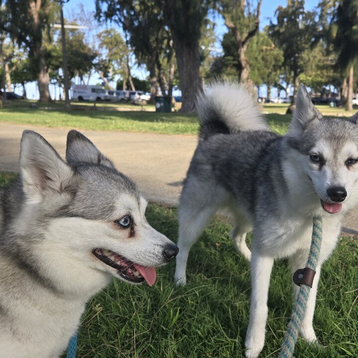 Kumar and Khaleesi together at the park