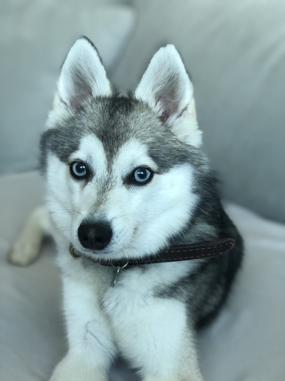 Klee Kai puppy with blue eyes on a couch