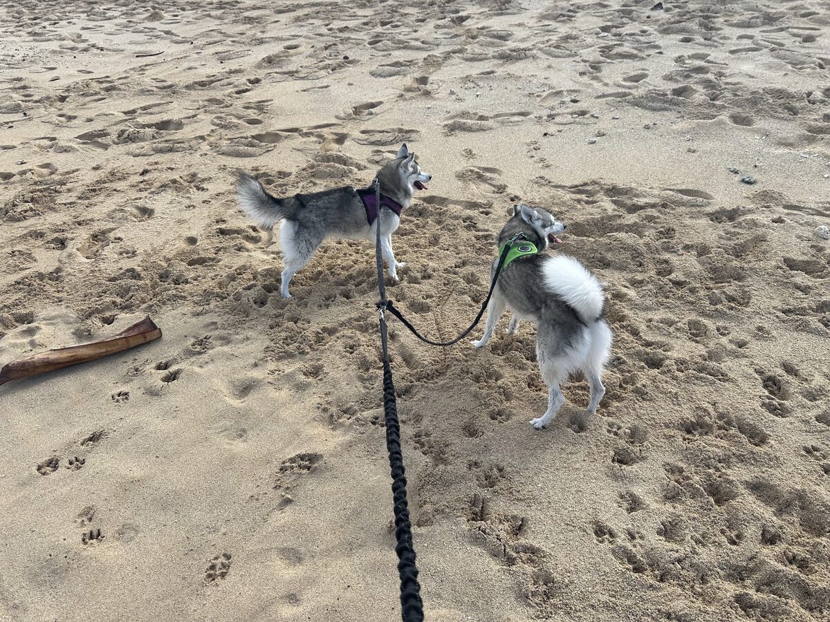 Kumar and Khaleesi standing together on the sand at the beach