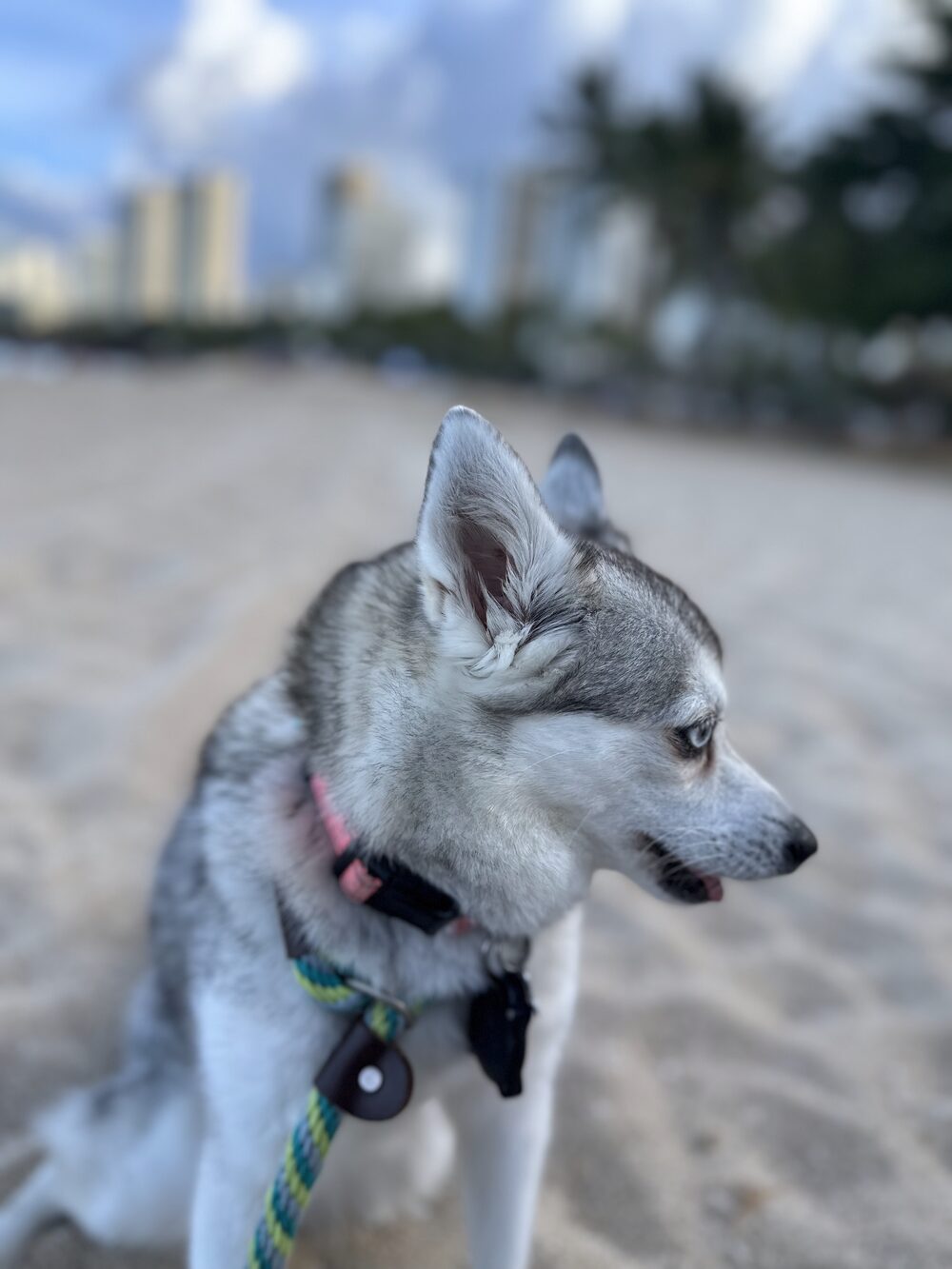Klee Kai on the beach with the Waikiki skyline behind
